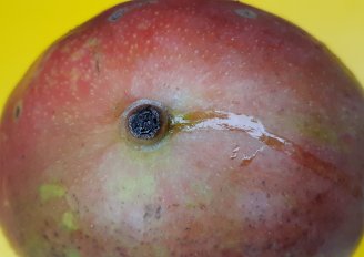 Latex op de schil van een mango. Foto van WUR 