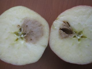 Apple with internal CO2 damage. Photo by WFBR