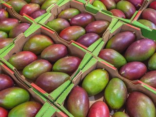 Ripe mangos on a market. 