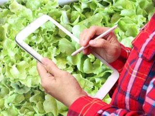Quality inspection of lettuce. Photo by jack8/Shutterstock.com