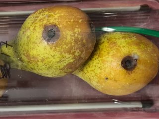 Pears showing Cadophora infection in the test setup. Photo from WUR