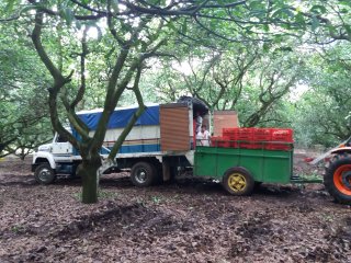 Een vrachtwagen wordt geladen in een avocado-boomgaard. Foto van WUR