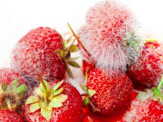 Strawberries are susceptible to fungal diseases. Photo by RussieseO/Shutterstock.com
