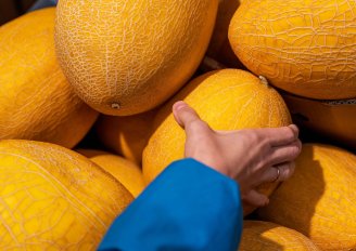Careful handling of melon is needed to avoid damage. Photo by audiznam260921/Shutterstock.com