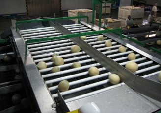 Melons on a sorting line in a packhouse. Photo by WUR. 