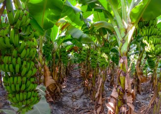 Biologische bananenplantage. Foto van Alchemist from India/Shutterstock.com