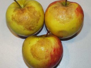Apples with CO2 injury. Photo by WFBR