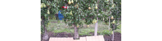 Capturing data of each pear before harvest. Photo by WFBR