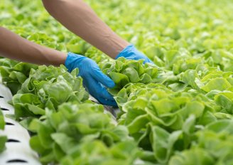 Het volgroeidheidsstadium bij de oogst is van groot belang voor naoogst kwaliteit. Foto van Pormezz/Shutterstock.com