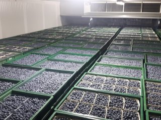 Packhouse filled with blueberries. Photo by WUR