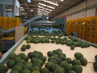 Avocado's in een pakstation. Foto van WUR