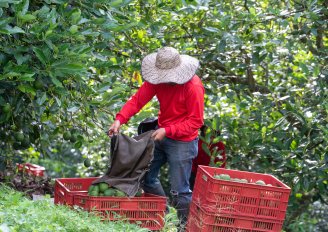 Het voorzichtig plaatsen van avocado's in bakken. Foto van Jorge 1984 Valencia/Shutterstock.com