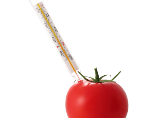 Tomato with internal temperature measurement. Photo by Mikhail Melnikov/Shutterstock.com
