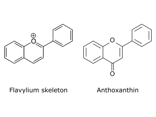 Flavylium skeleton of anthocyanidins (left) and an example of a flavone, a anthoxanthin (right). Illustration adapted from Kupirijo at English Wikipedia, CC BY-SA 3.0 <https://creativecommons.org/licenses/by-sa/3.0>, via Wikimedia Commons