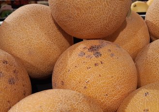 Overrijpe meloenen. Foto van WUR