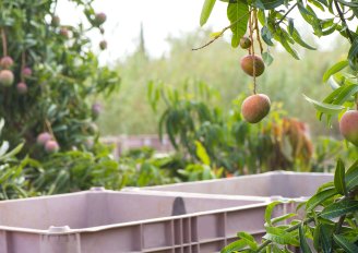 Zorg dat de oogstkratten voorzichtig gestapeld worden en bindt ze vast als ze van boomgaard naar inzamelcentrum of pakstation worden gebracht. Foto van hadasit/Shutterstock.com
