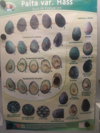Poster met kwaliteitskenmerken voor 'Hass' avocado's. Foto van WUR