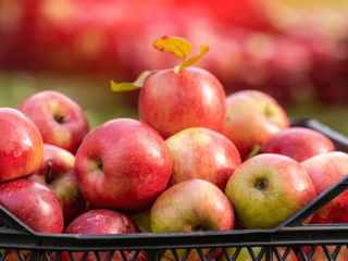 Overfull crate of apples. Photo by Terelyuk/Shutterstock.com