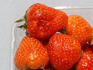 Voorzichtig hanteren van de aardbeien voorkomt kwaliteitsproblemen. Foto van WUR