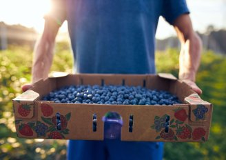 Harvest of the blueberries in the field. Photo by AstroStar/Shutterstock.com