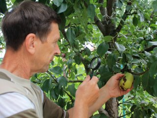 Identificatie van ziekten en gebreken bij peren in de boomgaard. Foto door Syndy1/Shutterstock.com