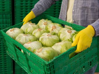 Het is belangrijk om een kwaliteitscontrole te doen bij het uitladen. Foto van AnEduard/Shutterstock.com