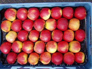Figure 1. Graded Elstar apples in a crate. Photo by WFBR. 