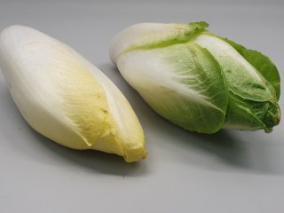 Discoloration (greening) of chicory upon light. Photo by WUR.