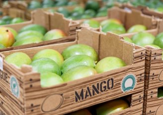 Mango's moeten niet onder de kritieke temperatuur opgeslagen worden. Foto van Rimgaudas Budrys/Shutterstock.com