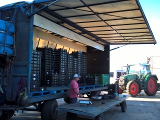Loading strawberries at the farm. Photo by WFBR