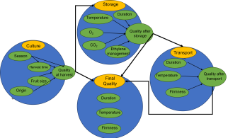 This simplified diagram shows the different (cor)relations between different aspects that affect the final quality of a fruit after harvest. The growing conditions under which the fruit grew, such as season, harvest, origin and fruit size, affect not only fruit quality at harvest and final quality (at consumer level), but also fruit storability. This storability will influence conditions, duration of storage and ethylene management. After storage, the quality of the fruit will affect its marketability and, therefore, other factors such as distance to market. 