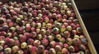 Batch of apples left too long in the sun. Photo by WFBR