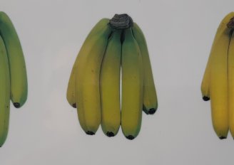 Banana colour stages. Photo by WUR.
