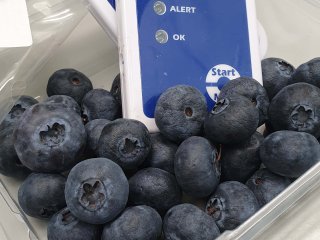 Temperatuurloggen van blauwe bessen is belangrijk voor kwaliteitsbeheersing. Foto van WUR