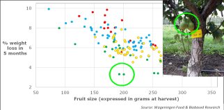 An abnormal low weight loss was found for the cluster of 2 pears originating from a short fruit spur directly on the trunk. Source: WFBR