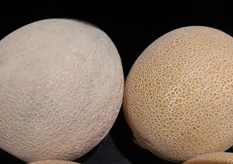 Een Cantaloupe en een Galia meloen. Foto van WUR