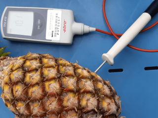 Measuring the flesh temperature of pineapple. Photo from WUR