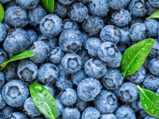 Attractive blueberries. Photo by Bukhta Yurii/Shutterstock.com