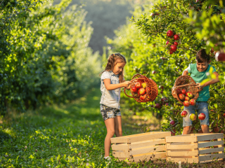 Children in the orchard showing how you should not handle apples. Prevent throwing and dropping.  Photo by Star Stock/Shutterstock.com