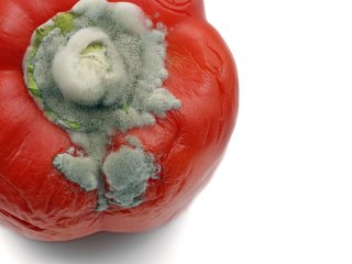 Botrytis on bell pepper. Photo by MakroBretz/Shutterstock.com