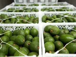 Avocados in export baskets. Photo by Juan Carlos Riano/Shutterstock.com