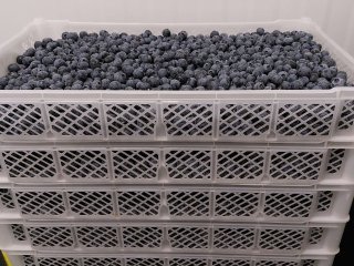 Blueberries packed in bulk in plastic crates. Photo by WUR