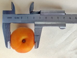 Figure 3. Measuring the size of a fresh apricot using a calliper. Source: nikvasil6/shutterstock.com