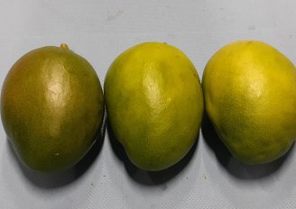 Different skin colours of mangos of one variety. Photo by WFBR