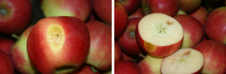 Signs of sunburn. When the apple is cut, internal browning was observed. Photos by WFBR