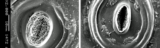 A wax plug is visible within the oval-round stomata on the tulip bulb scale under normal air conditions (left photo). In tulip bulbs that were exposed to 10% CO2 for 3 days, the wax plugs largely disappeared (right photo). SEM Photos: WFBR, magnification ±2000x