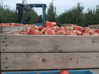 Crates with apples in the field. Photo by WFBR
