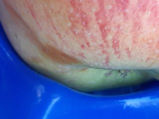Let op! Bij het optillen van deze appel in de onderste laag van een appeldoos werd een afdruk zichtbaar, die was veroorzaakt door druk van de appel op het scherpe plastic pakblad. Foto door WUR