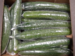 Cucumber packed in shrink-wrap to maintain shelflife. Photo by WUR. 