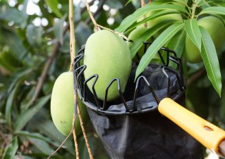 Voorzichtig oogsten van mango's is belangrijk. Foto van wk1003mike/Shutterstock.com